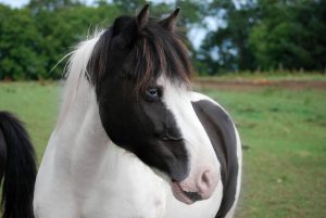 poney-paulin